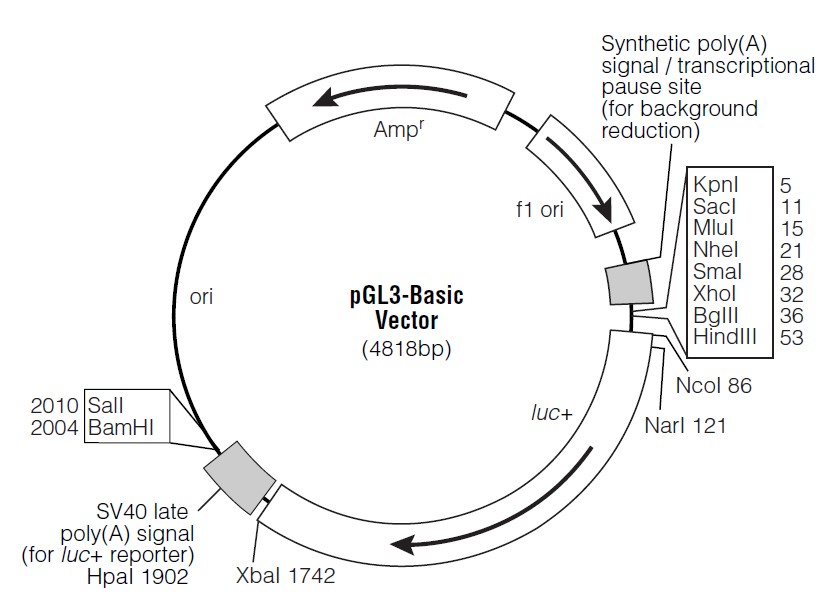 pGL3 basic载体图谱